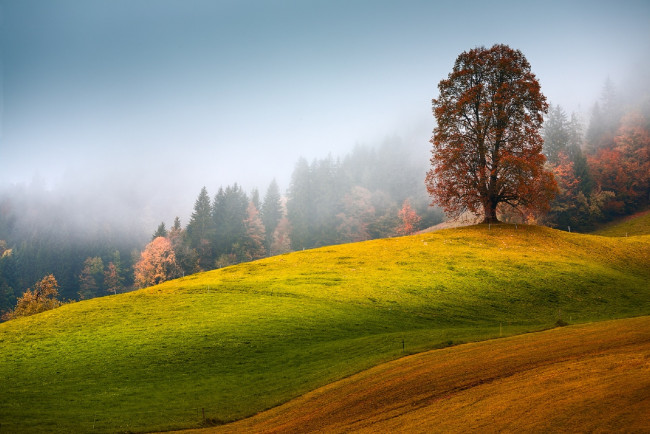 Обои картинки фото природа, пейзажи, холмы, поле, лес, дерево, краски, туман, aivars