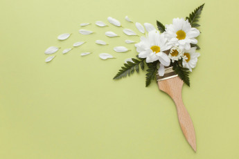 Картинка цветы хризантемы белые лепестки