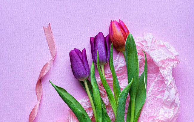 Обои картинки фото цветы, тюльпаны, разноцветные, лента