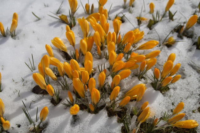 Обои картинки фото цветы, крокусы, снег, желтые