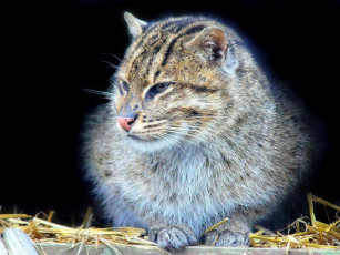 Картинка енотовая кошка рыболов животные дикие кошки ушки взгляд