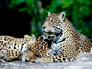 Картинка животные Ягуары пара хищники пятна