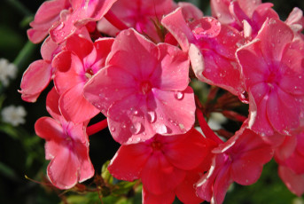 Картинка цветы флоксы розовый капли