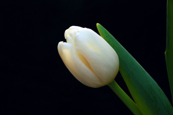 Картинка цветы тюльпаны цветок тюльпан
