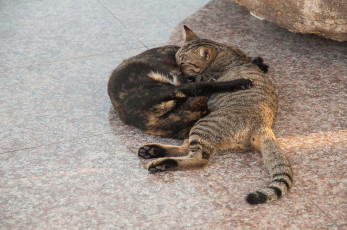 Картинка животные коты отдых обнимашки