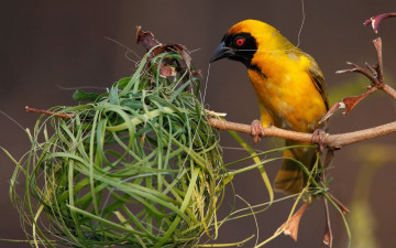 Картинка животные птицы птица гнездо дерево ветка