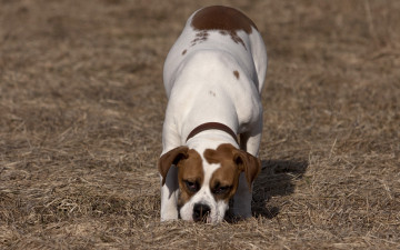Картинка животные собаки собака поле прогулка