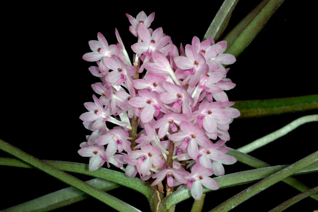 Обои картинки фото цветы, орхидеи, бледно-розовый, ветка, экзотика
