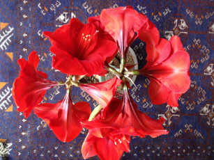 Картинка цветы амариллисы гиппеаструмы гиппеаструм