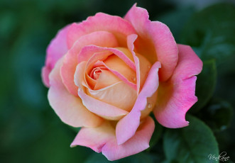 Картинка цветы розы лепестки красота