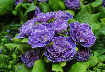 Картинка цветы примулы фиолетовый кудрявый
