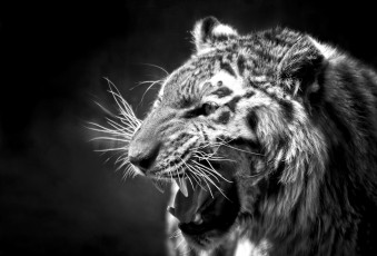Картинка животные тигры рык