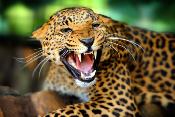 Картинка животные леопарды кошка оскал ярость