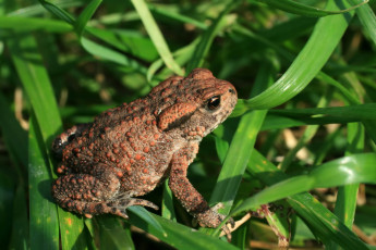 Картинка животные лягушки трава жаба