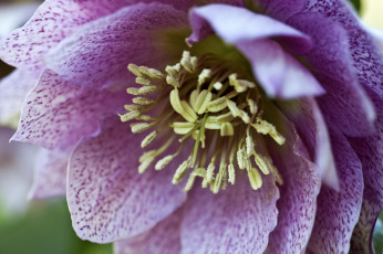 Картинка цветы геллеборус морозник макро розовый