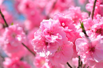 Картинка цветы сакура вишня розовый весна ветки