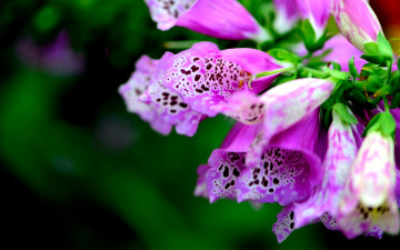 Картинка цветы дигиталис наперстянка пестрый