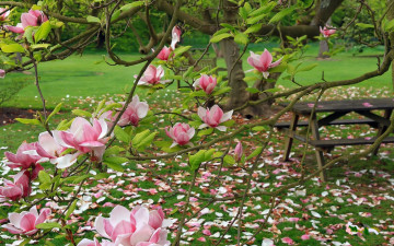 Картинка цветы магнолии розовый лепестки