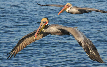 обоя pelican, животные, пеликаны, размах, крылья, вода