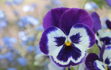 Картинка цветы анютины глазки садовые фиалки макро фиолетовый
