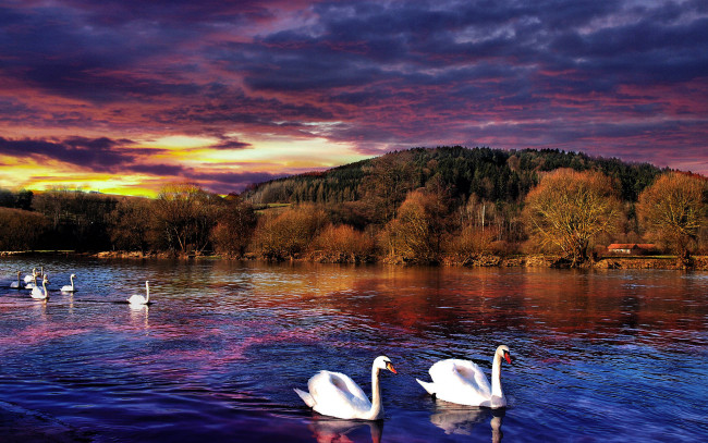 Обои картинки фото swan, животные, лебеди, горы, лес, осень, озеро