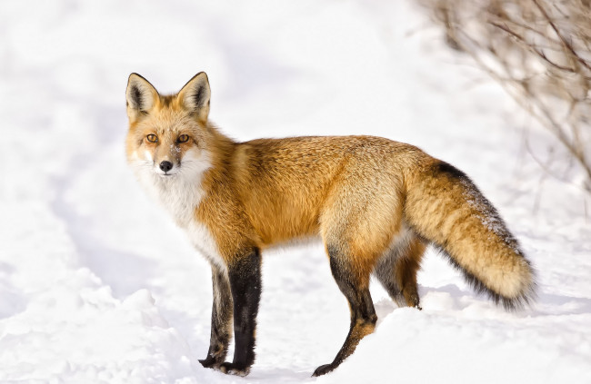 Обои картинки фото животные, лисы, снег, рыжая, хвост