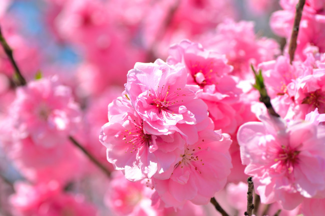 Обои картинки фото цветы, сакура, вишня, розовый, весна, ветки