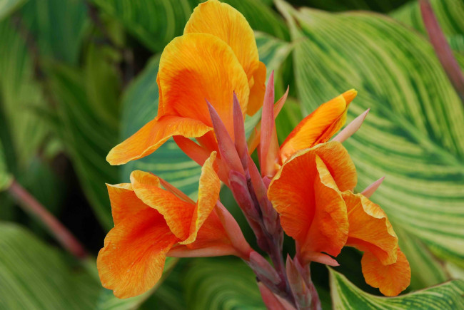 Обои картинки фото цветы, канна, оранжевый