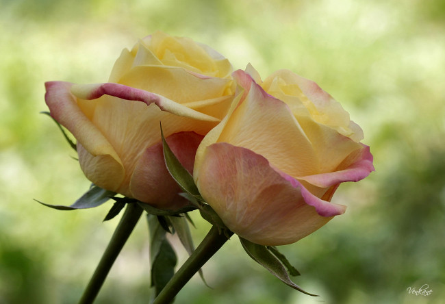 Обои картинки фото цветы, розы, парочка, бутоны