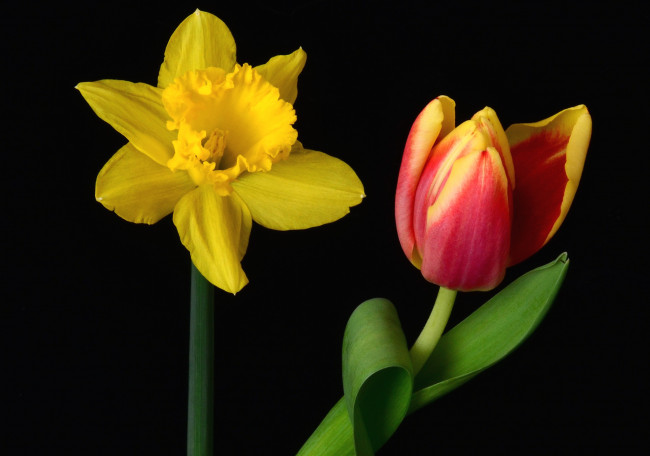 Обои картинки фото цветы, разные, вместе, нарцисс, тюльпан