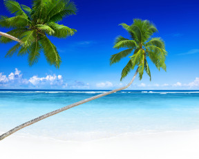 Картинка природа тропики океан пляж берег пальмы солнце остров море песок