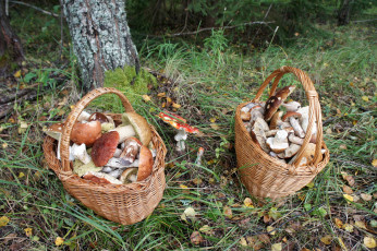 Картинка еда грибы +грибные+блюда корзинки