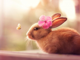 Картинка животные кролики +зайцы кролик бабочка цветок шерсть уши