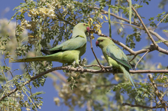 Картинка животные попугаи попугайчики
