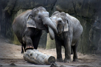 Картинка животные слоны дружья