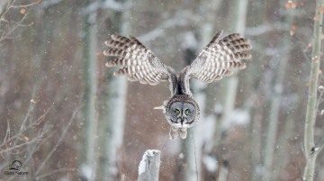 Картинка животные совы крылья птица бородатая неясыть сова зима полёт