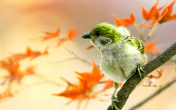 Картинка животные птицы цветы лепестки колосья коллаж осень вектор