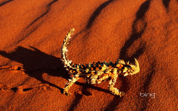 Картинка животные Ящерицы +игуаны +вараны пустыня песок закат ящерица молох