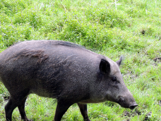 Обои картинки фото животные, свиньи,  кабаны, трава, дикий
