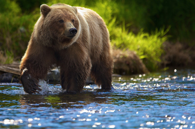 Обои картинки фото животные, медведи, блики, солнце, река, медведь, лето