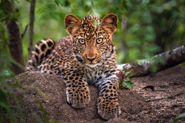 Обои картинки фото животные, леопарды, леопард, маленький, листва, деревья