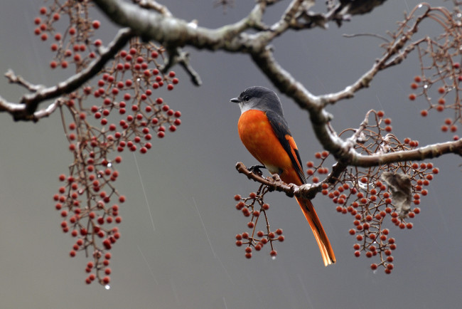 Обои картинки фото животные, птицы, ягоды, дождь, ветка, перья, птица