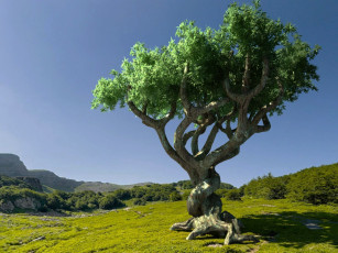 Картинка природа деревья корни дерево луг