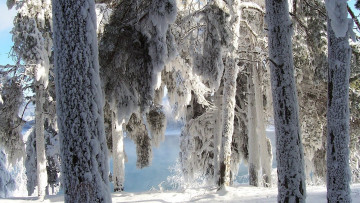 Картинка природа зима иней снег