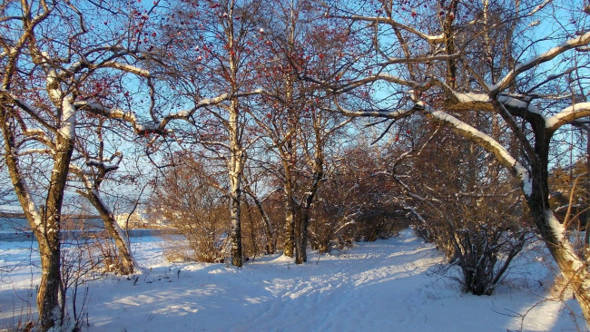 Обои картинки фото природа, зима, снег
