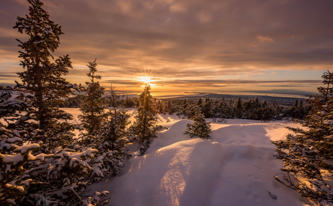 Обои картинки фото природа, восходы, закаты, утро, снег, лес, зима