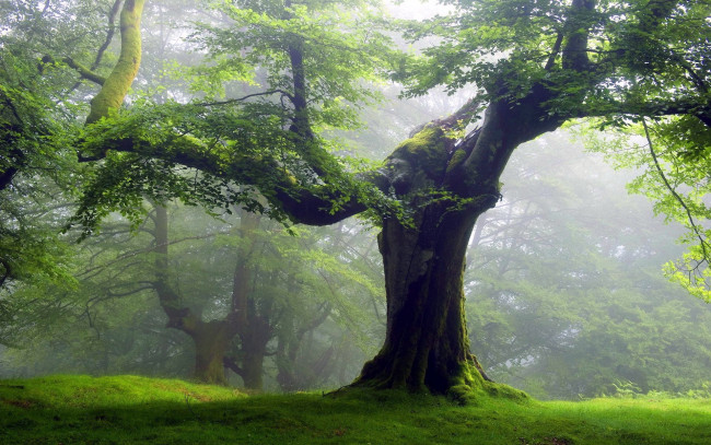 Обои картинки фото природа, деревья, дерево, туман
