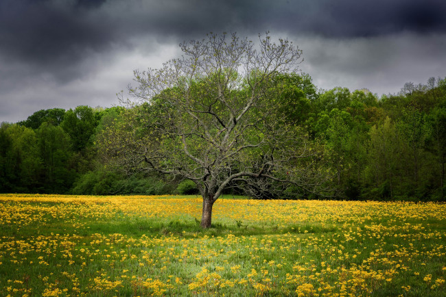 Обои картинки фото природа, деревья, дерево, цветы, поле, весна