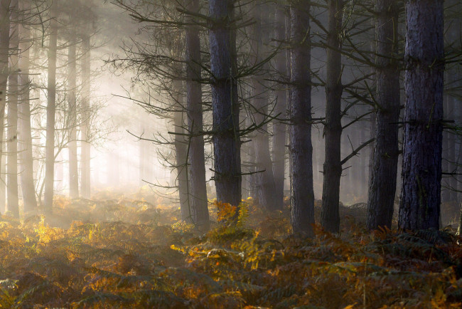 Обои картинки фото природа, лес, туман, утро, свет, папоротник