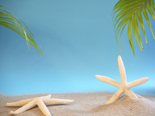 Картинка разное ракушки +кораллы +декоративные+и+spa-камни песок звезды морские